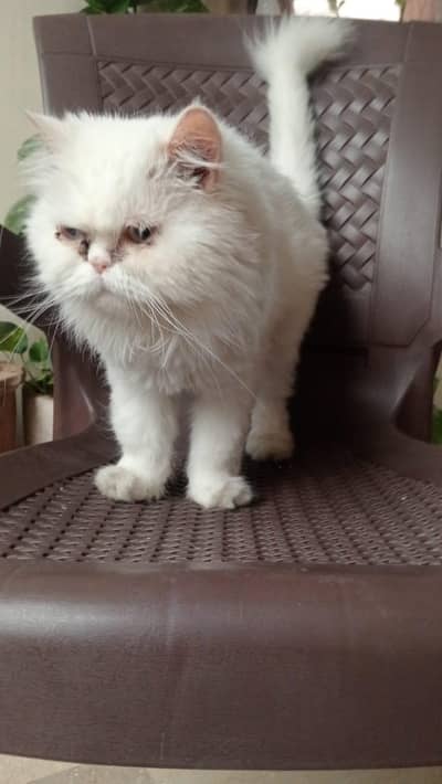2 adult punch face triple coat female cats