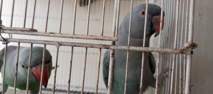 Grey Ringneck