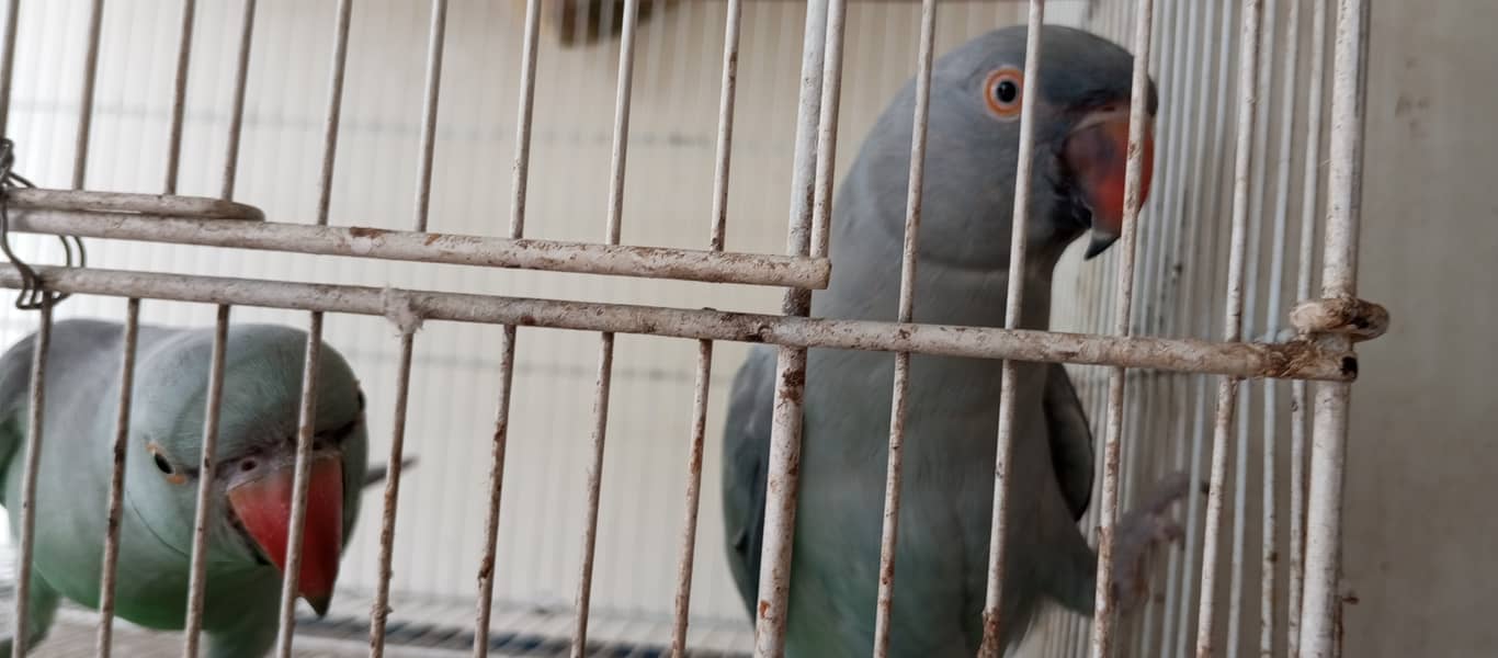 Grey Ringneck 0