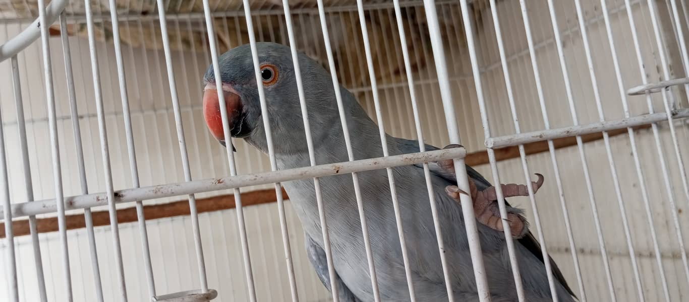 Grey Ringneck 1