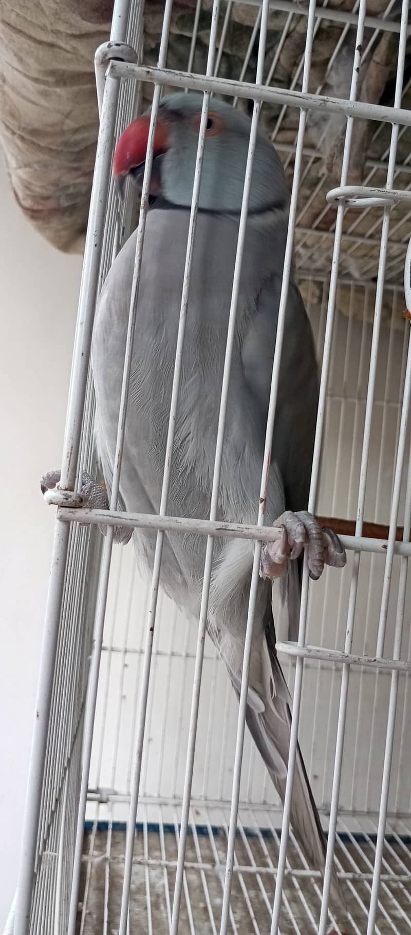 Grey Ringneck 2