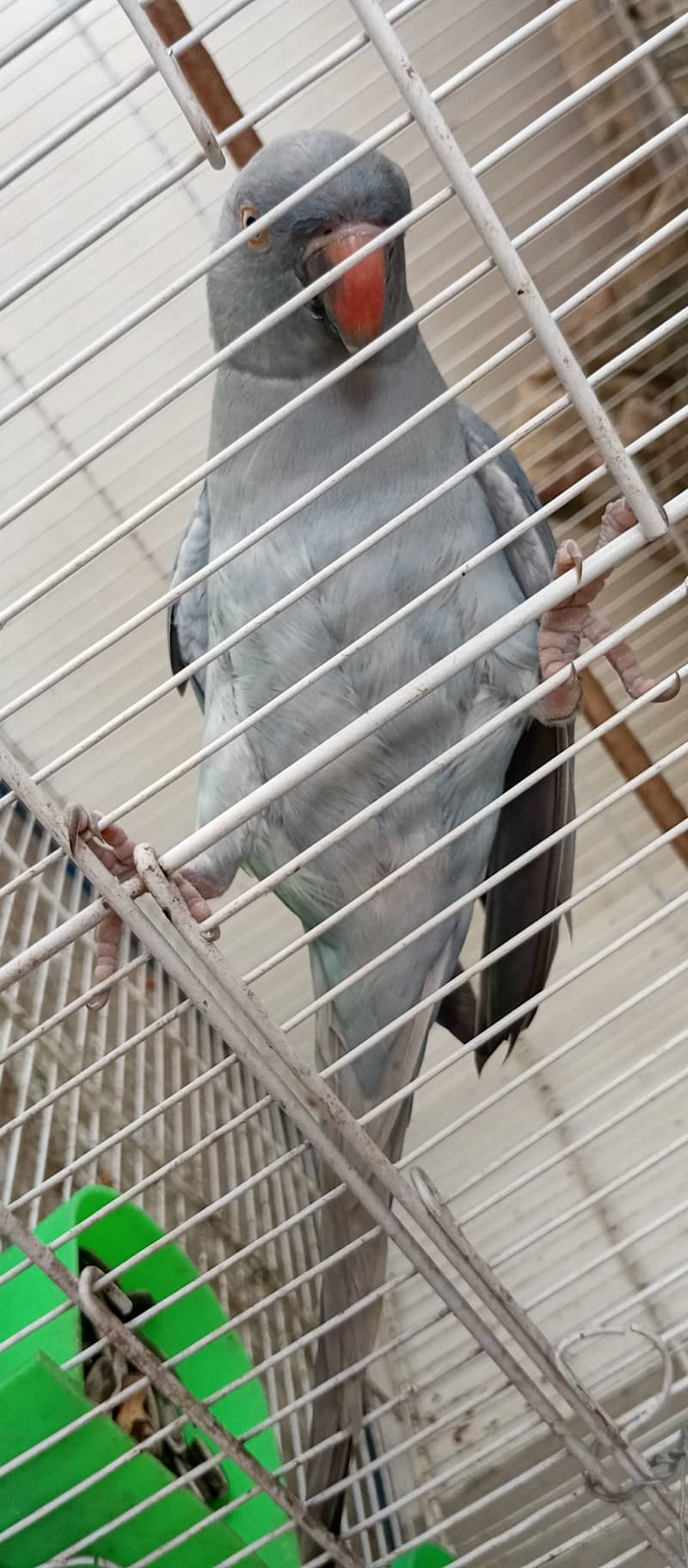 Grey Ringneck 3