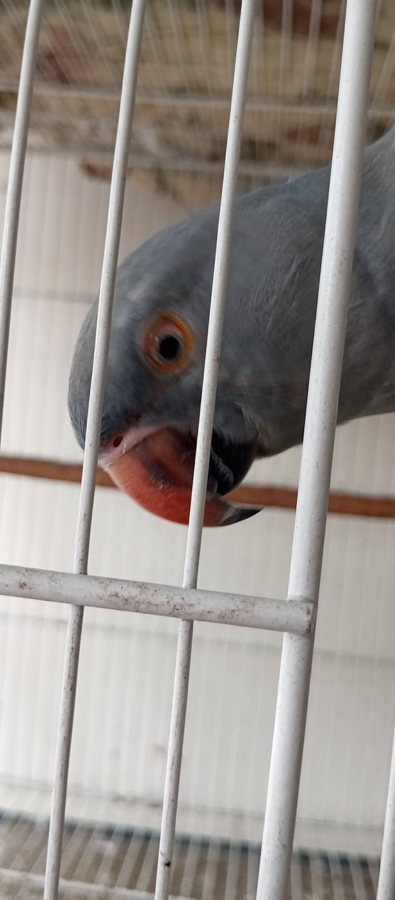 Grey Ringneck 4