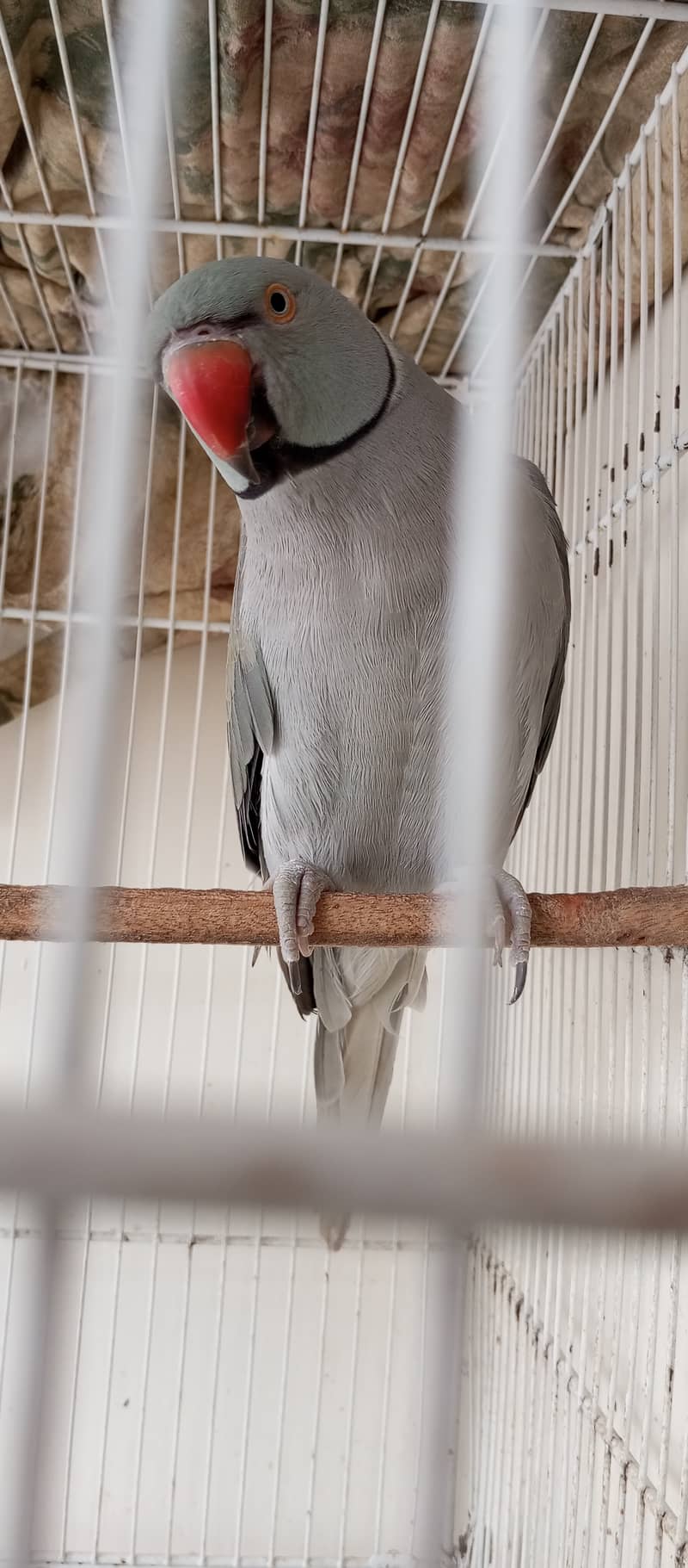 Grey Ringneck 5