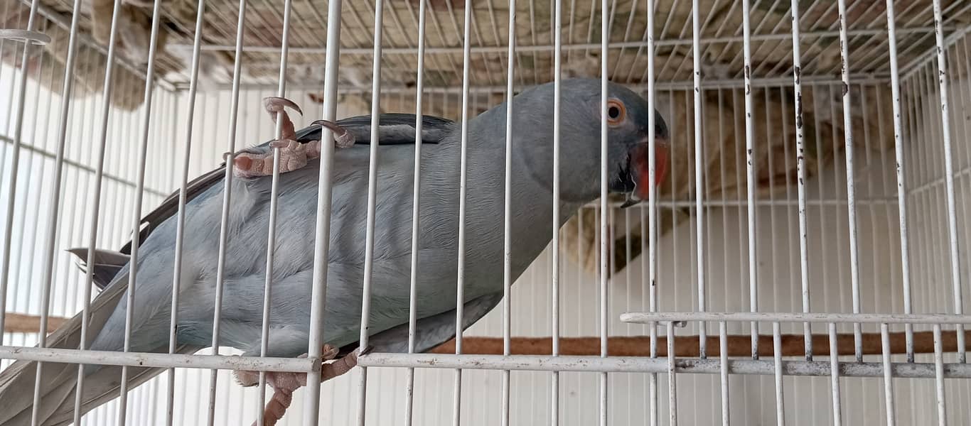 Grey Ringneck 6