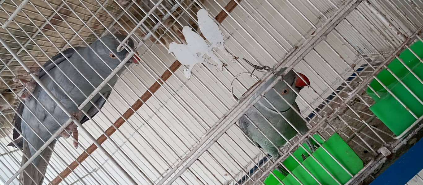 Grey Ringneck 7