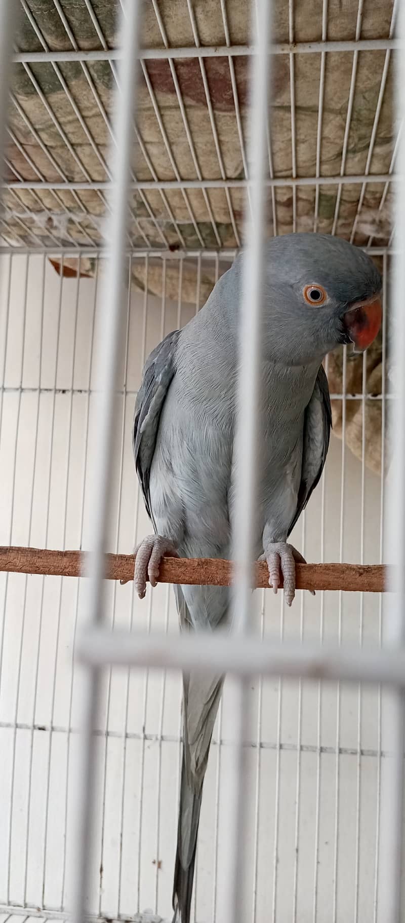 Grey Ringneck 8