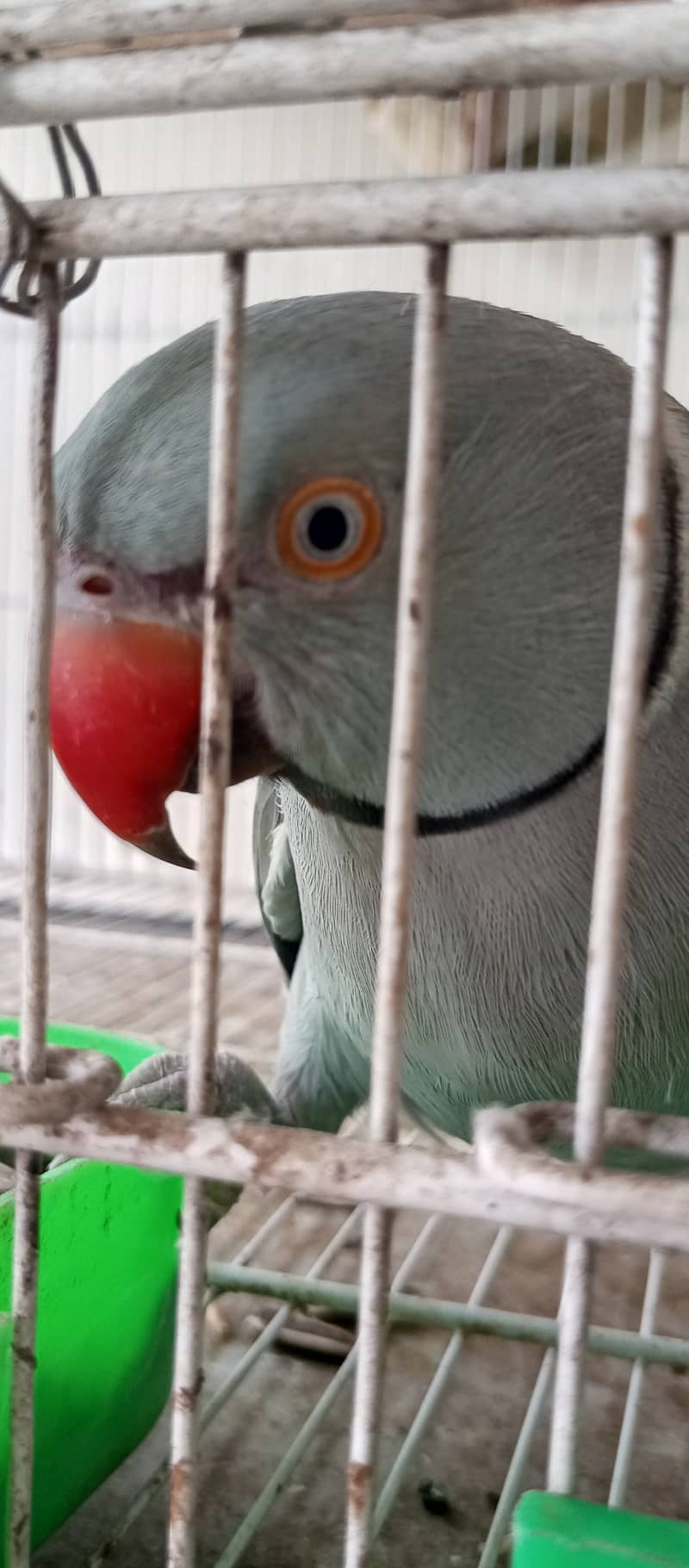 Grey Ringneck 9