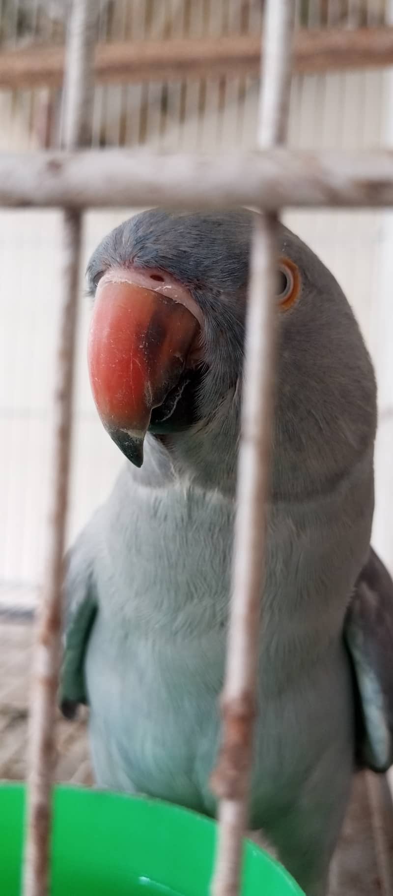 Grey Ringneck 10