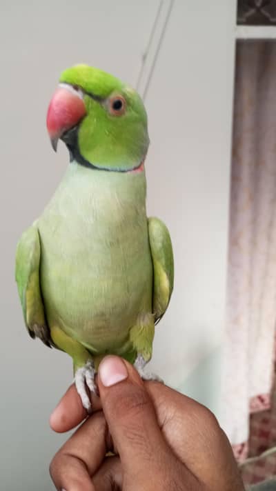 Green ringneck parrot For sale