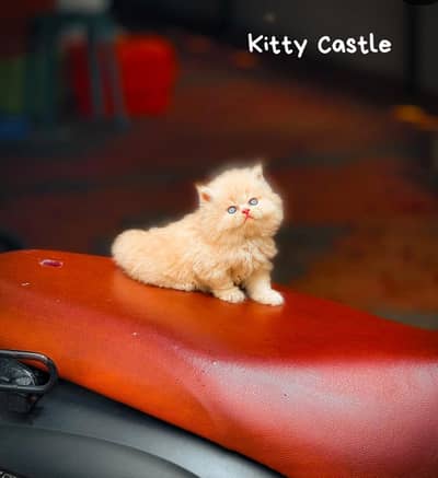 persian kittens|triple Coated|Punch Face kittens_cute|fluffy cat/peki