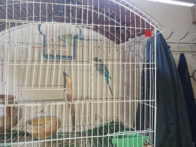 parrot 