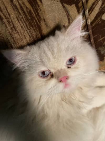 Male Cat for Adoption - GOJO 
