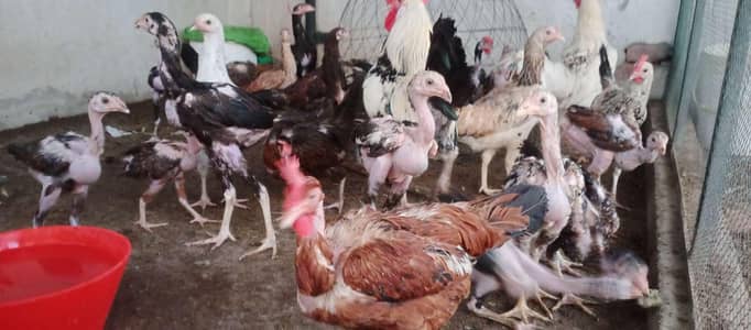 selling my chickens, my WhatsApp is on this number 03046337711