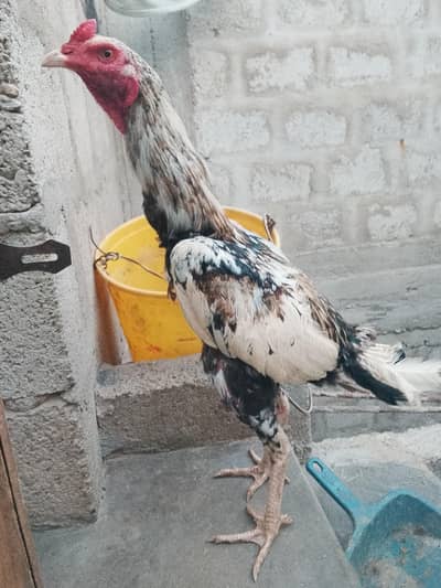 aseel heera ke cross male hai dono active