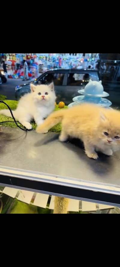persian cat for sale MywatsapppNumber0341-15-94-140
