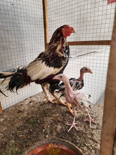 Aseel Pair with 3 Chicks