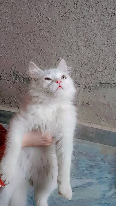 Pershion Cats For Sale