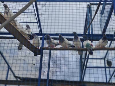 pigeons for sale
