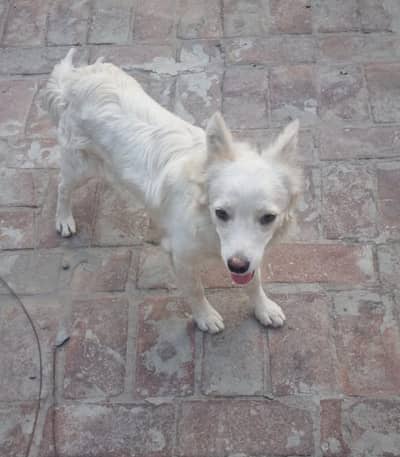 Russian Dog