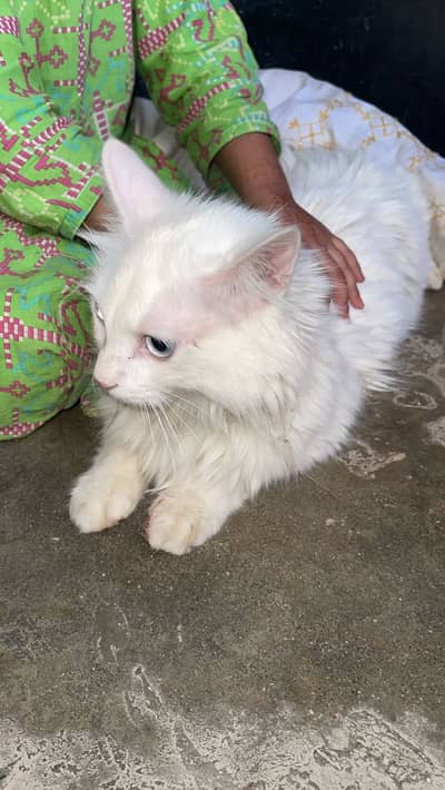 Persian cats pair