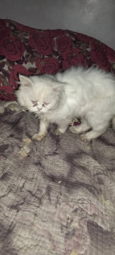 parsian cat 
