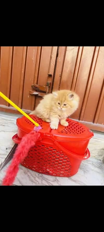 persian cat for sale MywatsapppNumber0341-15-94-140