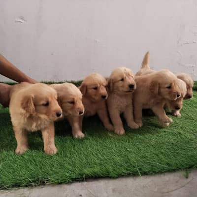 male female available