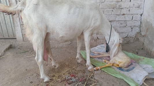 rajanpuri goat for sale