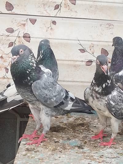 pure breedar pathya pathy for sale