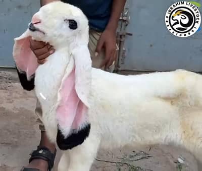 dumba sheep mundra gulabi abluck Bakra goat kajla larkana baby kid