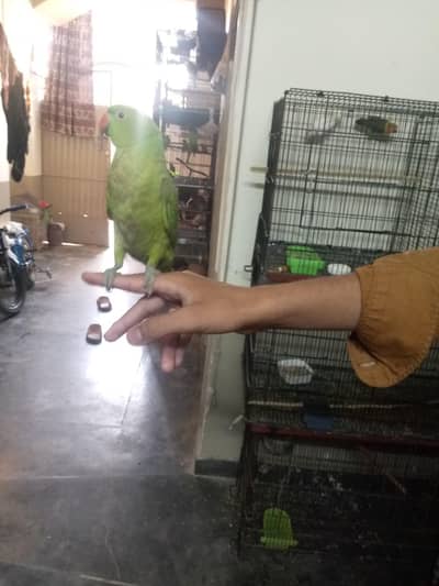 healthy active hand tame male  are available