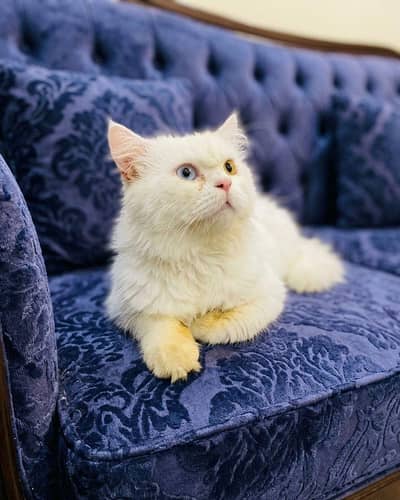 Persian Cat