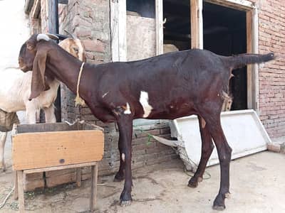 Bari Bakri
