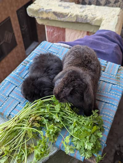 holland lop buny top breed