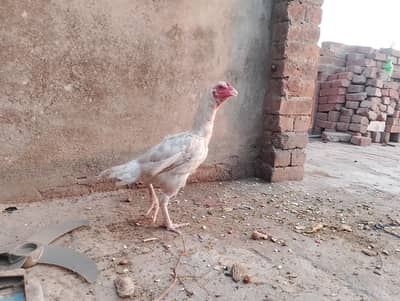 Aseel Heera female