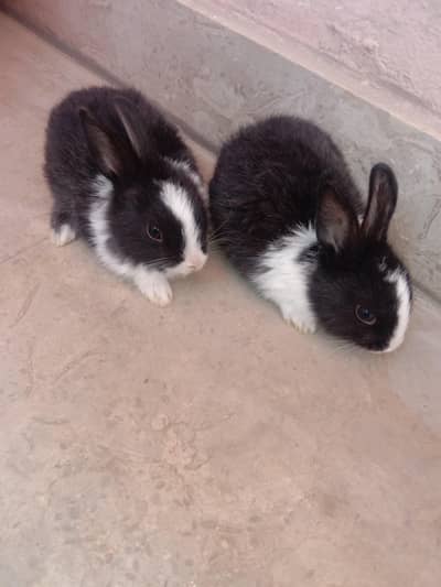 rabbit baby pair for sale 03224186572