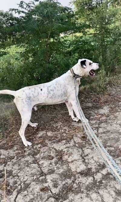 BullDog 32inch age 2 years