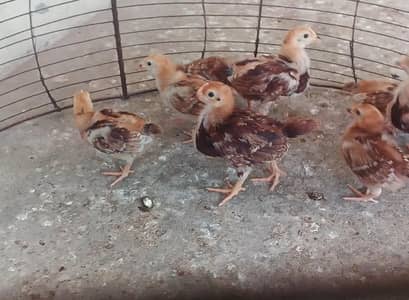 9 chicks of RIR Heritage
