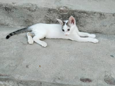 kitten for sale