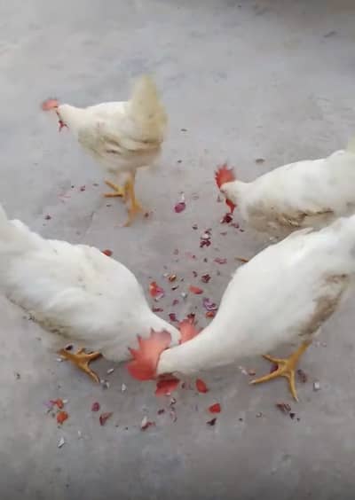 4 male Chicken for sale