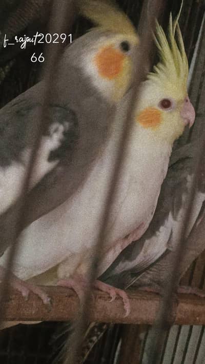 parrot