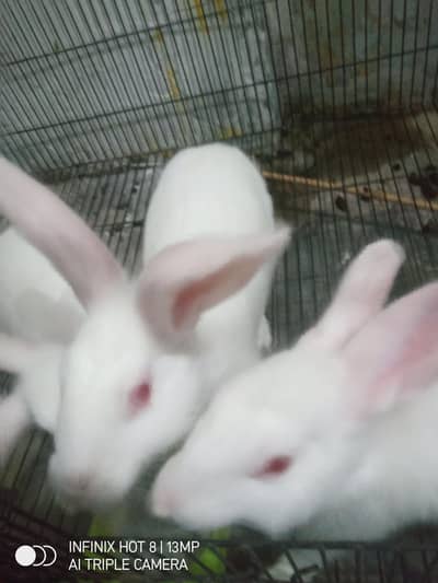 newZealand white 4.5 kg breed