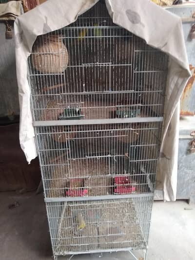 for sale budgies parrot and cages
