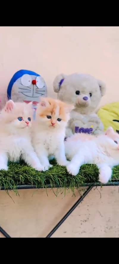 persian cat for sale MywatsapppNumber0341-15-94-140