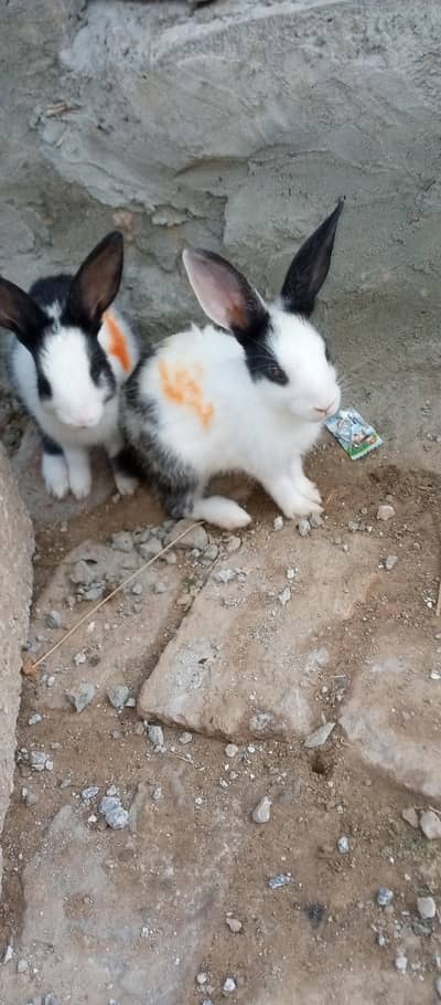 Rabit