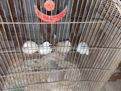 dove bird