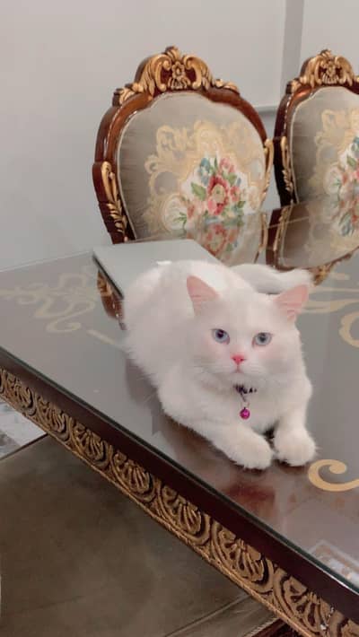 White Persian Male cat