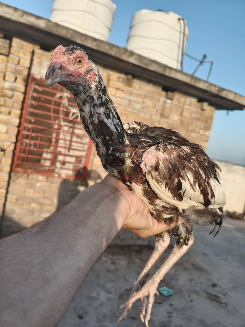 aseel patha or pathia 3