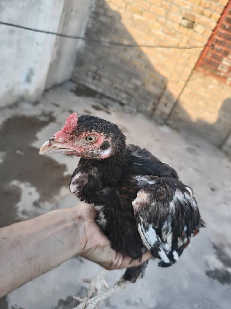 aseel patha or pathia 6